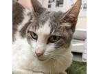 Adopt Fifi a Domestic Short Hair