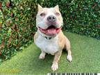 Adopt DIOR a Pit Bull Terrier