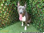 Adopt CHELSI a Pit Bull Terrier, Mixed Breed