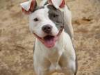 Adopt TAYMAR a American Staffordshire Terrier, Mixed Breed