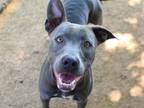 Adopt LOVER GIRL a American Staffordshire Terrier, Mixed Breed