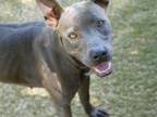 Adopt LOVER GIRL a American Staffordshire Terrier