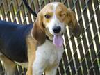 Adopt ANNIE a Beagle