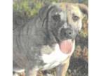 Adopt Nyia a Pit Bull Terrier, Black Mouth Cur