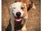 Adopt D8-ARORA a Pit Bull Terrier