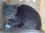 Adopt MUFFIN a Domestic Short Hair