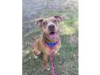 Adopt CHAROLETTE a Catahoula Leopard Dog, Labrador Retriever