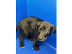 Adopt PRETZEL a Labrador Retriever, Pit Bull Terrier
