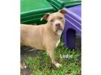 Adopt LADIE a Pit Bull Terrier