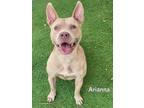 Adopt ARIANNA a Pit Bull Terrier