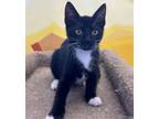Adopt Fleas Witherspoon a Domestic Short Hair