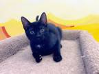 Adopt Meowly Cyrus a Domestic Short Hair