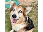 Adopt Tootsie-Loo a Australian Shepherd