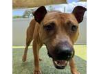 Adopt Beetle a Mixed Breed