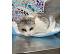 Adopt TOONCES a Domestic Short Hair