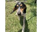Adopt Dixie Speedway a Bluetick Coonhound