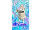 Adopt Khaleesi a Terrier, American Eskimo Dog