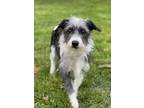 Adopt Precious a Jack Russell Terrier