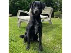 Adopt Franny 20536 a Black Labrador Retriever, Mixed Breed