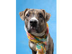 Adopt Moore a Pit Bull Terrier, Mixed Breed