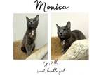 Adopt Monica a Domestic Short Hair