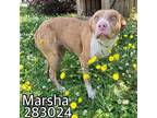 Adopt MARSHA a Mixed Breed