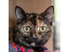 Adopt Lacey a Domestic Short Hair