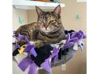 Adopt Eva -- Bonded Buddy With Jessie a Domestic Short Hair