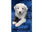 Adopt Madigan a Border Collie, Mixed Breed