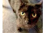 Adopt Cleo a Domestic Short Hair