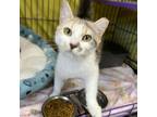 Adopt Cottage a Domestic Short Hair