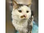 Adopt Pig Pen a Domestic Short Hair