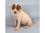 Adopt Vanilla a Manchester Terrier, Mixed Breed