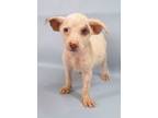 Adopt Cherry a Manchester Terrier, Mixed Breed