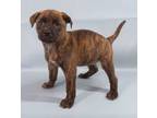 Adopt Olwen a Bullmastiff, Mixed Breed