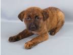 Adopt Ohara a Bullmastiff, Mixed Breed