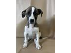 Adopt Brielle a Boxer, Mixed Breed
