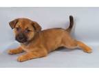 Adopt Orabella a Bullmastiff, Mixed Breed