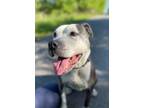 Adopt Beatrice a Pit Bull Terrier, Mixed Breed