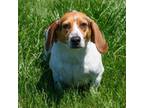 Adopt Skeeter a Beagle