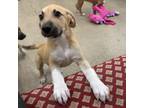 Adopt Brandybuck a Mixed Breed