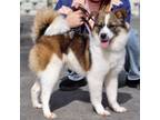 Adopt Brle a Tibetan Spaniel, Terrier