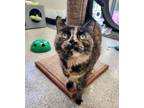 Adopt Flora (Bonded to Maya Angelou) a Domestic Short Hair