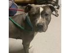 Adopt LUCI a Pit Bull Terrier