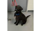 Adopt Lilly a Poodle, Wirehaired Terrier
