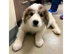 Adopt Sasha-in a Foster Home a Great Pyrenees, Mixed Breed