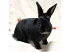 Adopt Bubby a Bunny Rabbit