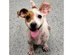 Adopt Misty a Jack Russell Terrier