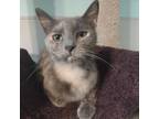 Adopt Phyllis a Domestic Short Hair