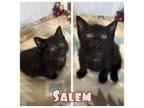 Adopt Salem - NN - SR4 a Domestic Short Hair